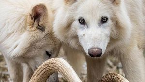 Remulo y Romo, dos de los tres ejemplares de lobo terrible recuperados genéticamente.