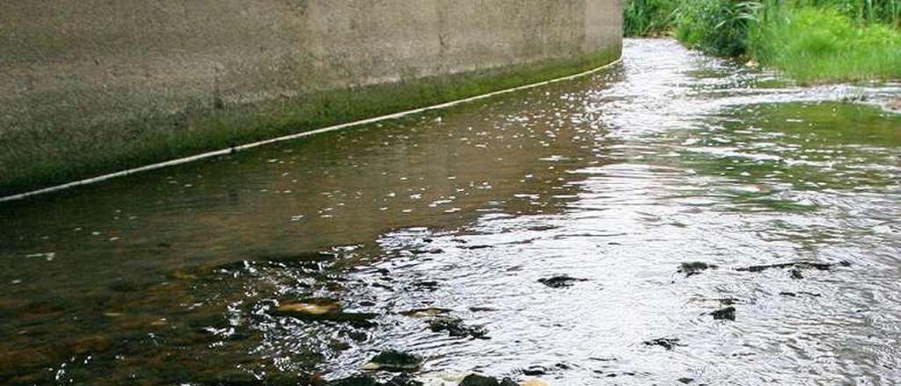 Peces muertos en el Barbaña por la contaminación de 2009. // J. Regal