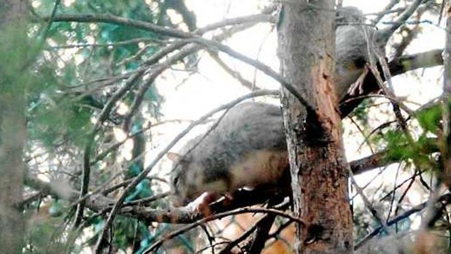 Dos exemplars dalt d&#039;un arbre captats pel fotògraf avui fa just un mes