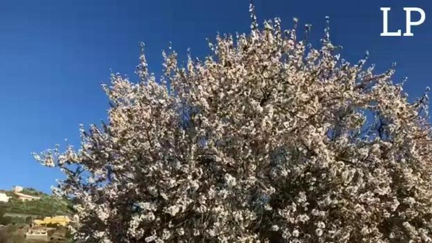 Así se ven los almendros en flor en Juncalillo (Gáldar)