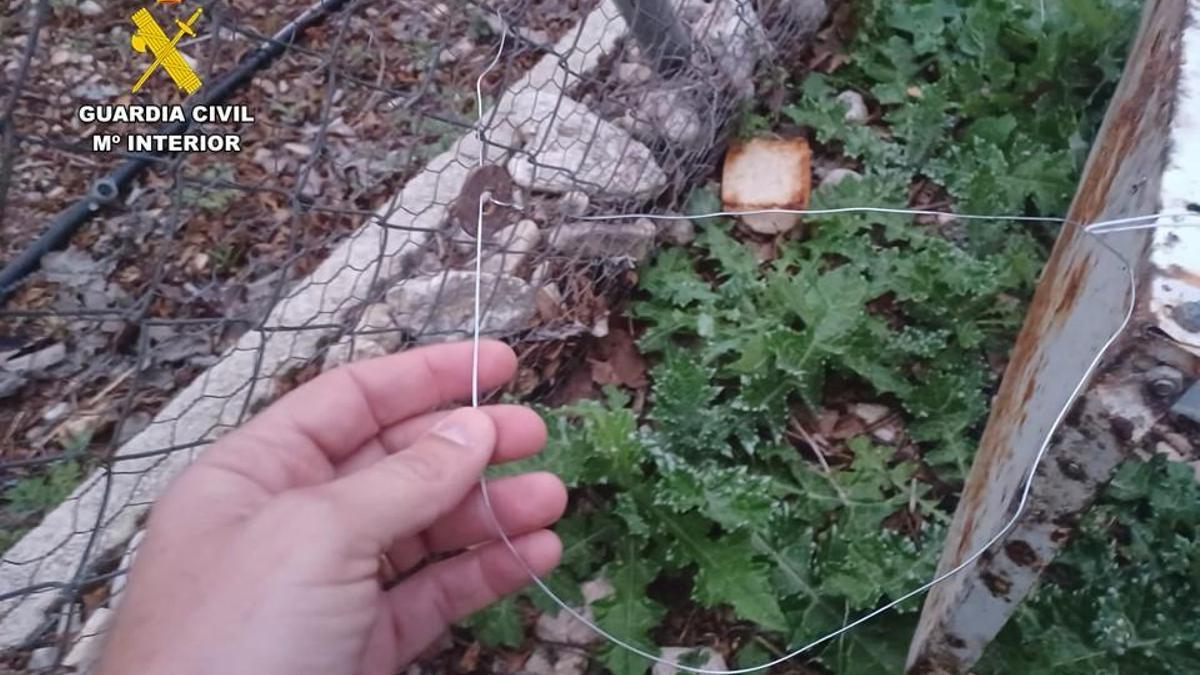 Lazo de caza ilegal que atrapó a un perro durante un paseo.