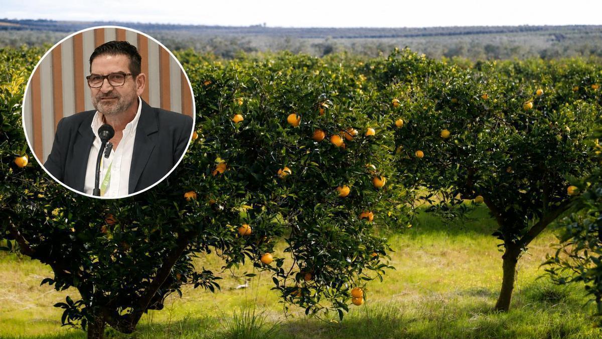 Campos de naranjos en Córdoba antes de su cosecha esta campaña; en el recuadro, el profesor Adolfo Peña.