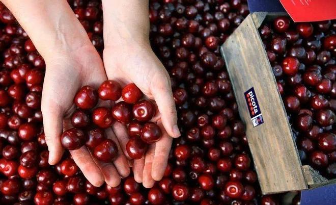 Galería | Así son las cerezas del Jerte