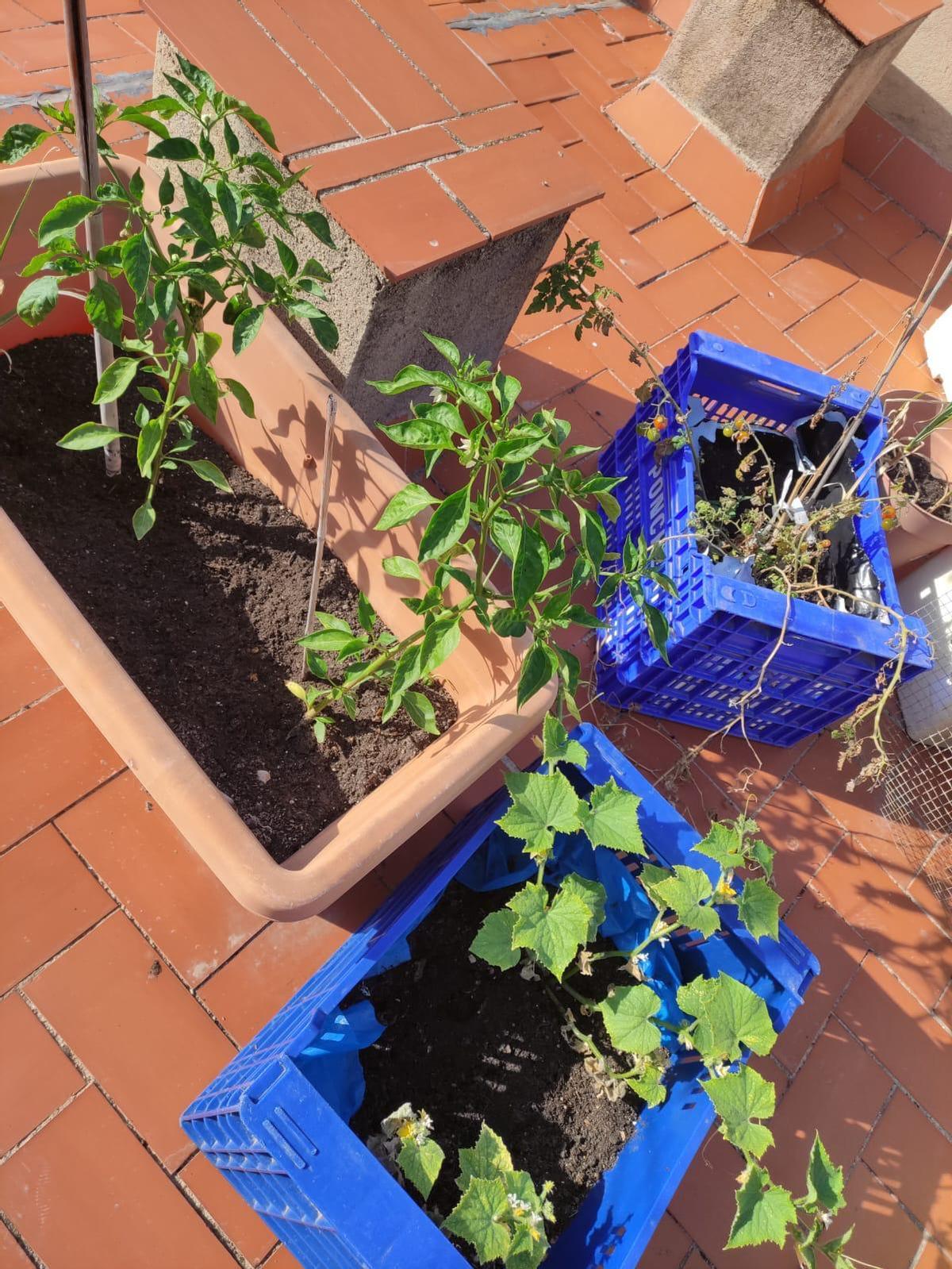 Utiliza la terraza de su casa, cajones de naranja y maceteros grandes.
