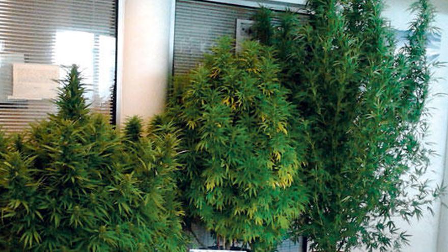 Encuentran cuatro plantas de marihuana en la azotea de un edificio