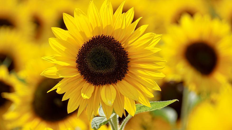 Más de 70 personas se apuntan a fotografiar los campos de girasoles de Fontanars dels Alforins