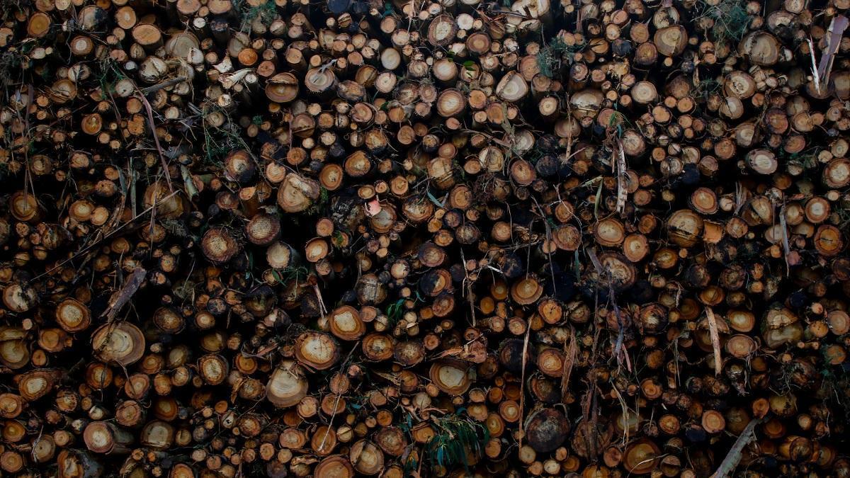 Madera apilada tras una tala.