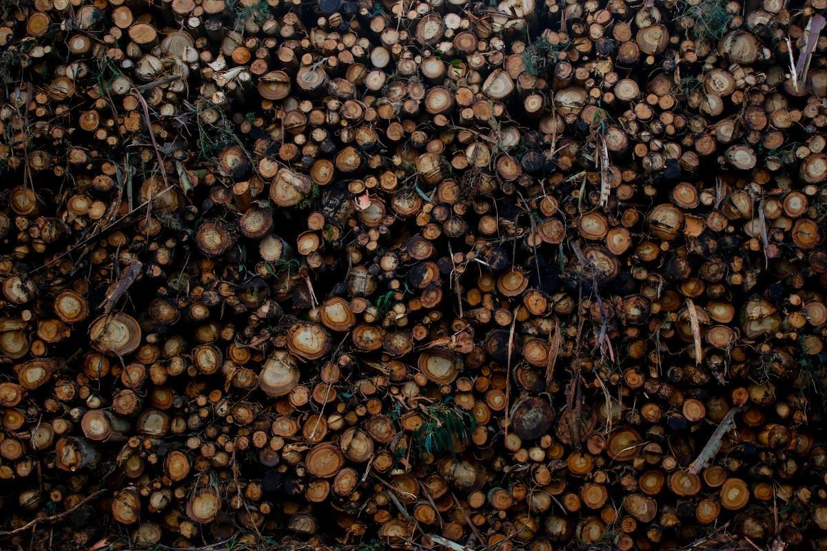 Madera apilada tras una tala.
