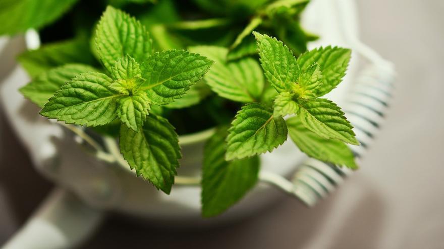 Evita les picades dels mosquits posant la fulla d&#039;aquesta planta sota el coixí