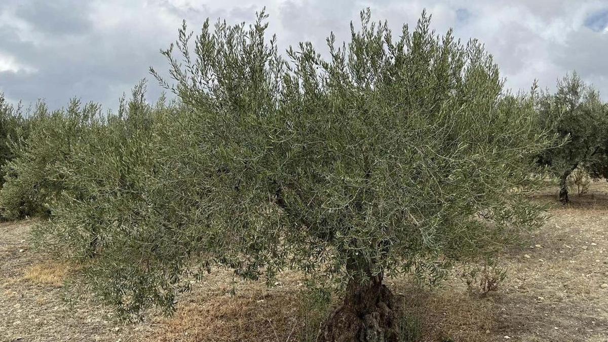 Zona de olivares.