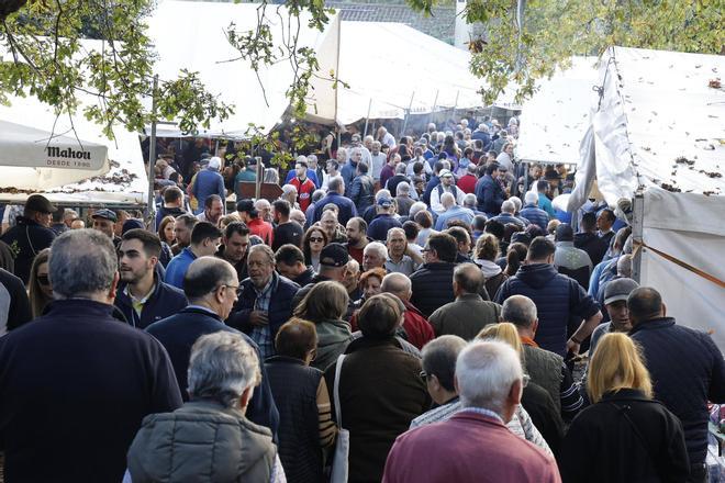 Así foi a feira cabalar do San Martiño de Francos, en imaxes