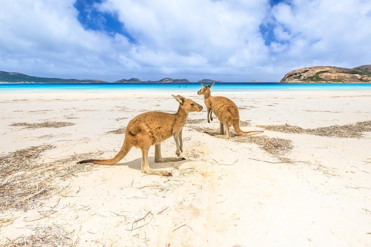 Fauna salvaje de Australia