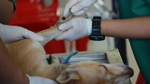 Un veterinario le pone una inyección a un perro.