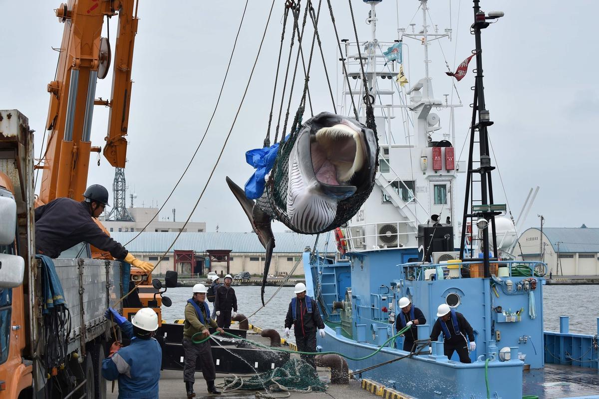 La caza de ballenas vuelve a generar polémica en Japón