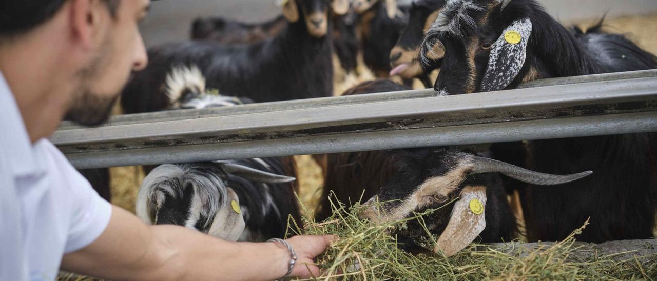 Alberto Ruiz, ganadero de Icod de los Vinos, da de comer a una de sus cabras estabuladas en su granja. | | CARSTEN W. LAURITSEN