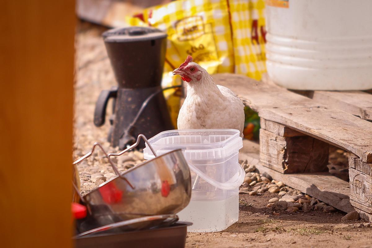 El Ayuntamiento de Córdoba adecenta cinco campamentos rumanos