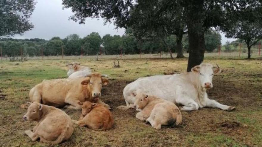 UPA-COAG solicita ayudas para reflotar a los ganaderos de terneros
