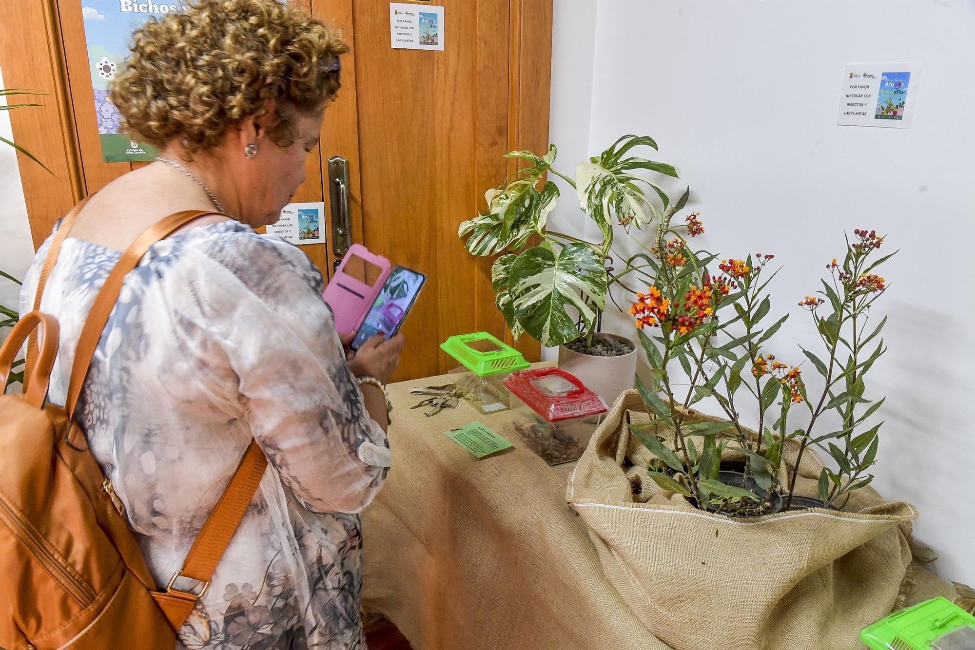 III edición de las Jornadas Arucas Piedra y Flor: Exposición de insectos y variedades raras de plantas