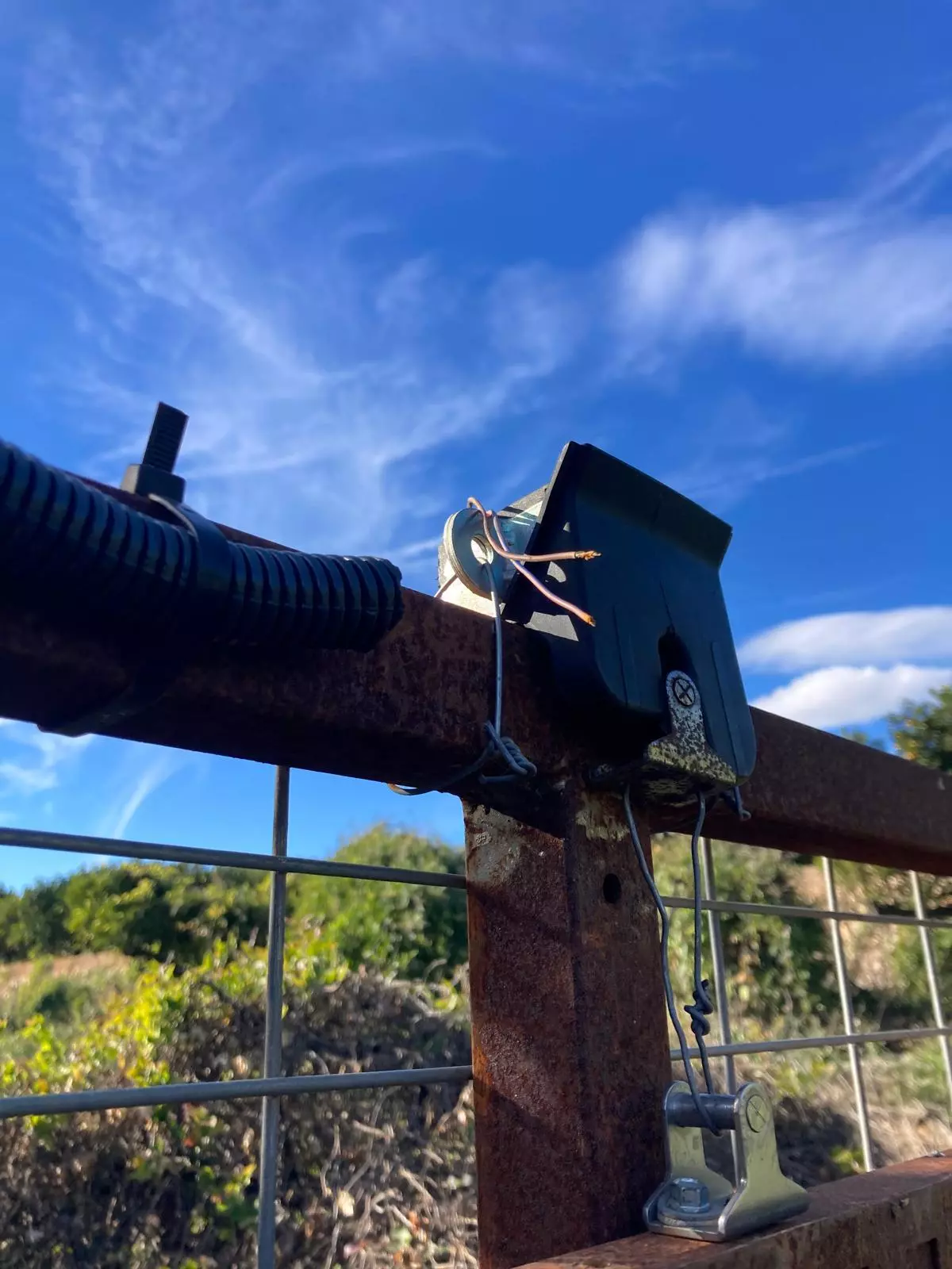 Sorprendente sabotaje a una jaula de jabalís instalada en Oliva