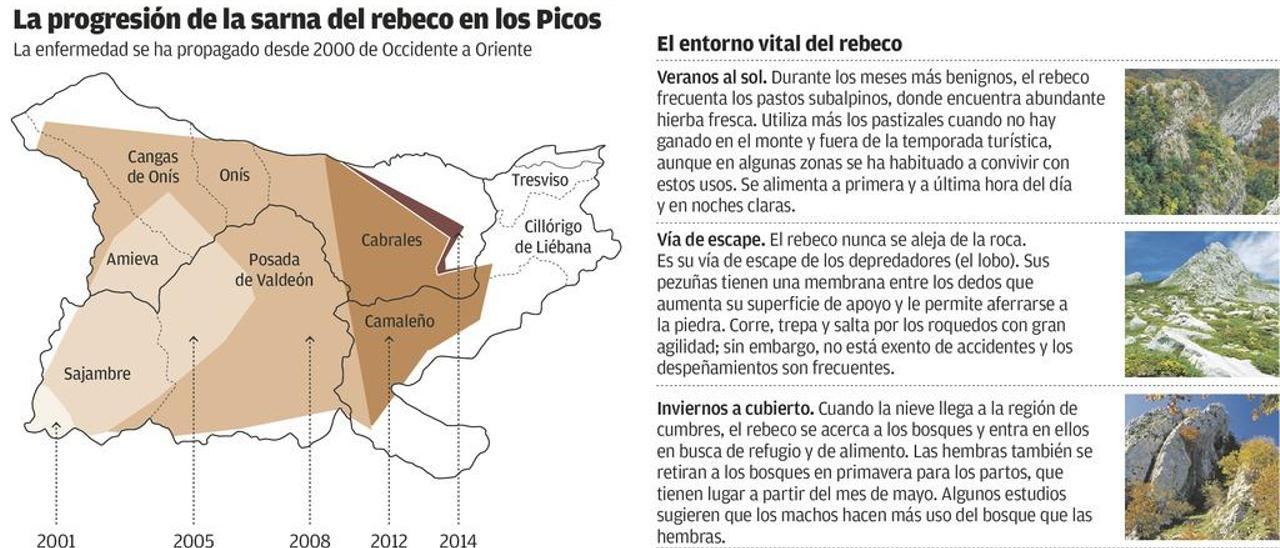 La sarna del rebeco se estanca y afecta al 76% del Parque, igual que en 2014