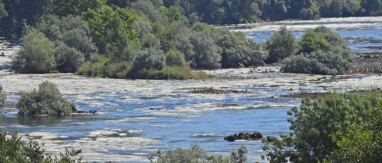 El río Miño, a su paso por Ourense, con un nivel muy bajo de caudal.