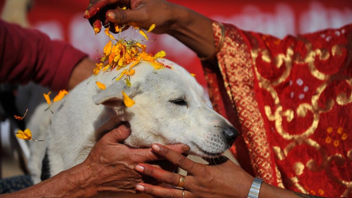 Homenajeando al perro en el Kukur Tihar, Nepal