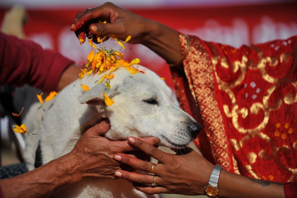Homenajeando al perro en el Kukur Tihar, Nepal