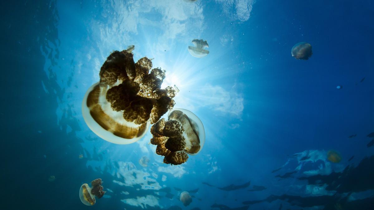 El lago de las medusas doradas: el lugar más fascinante de Micronesia