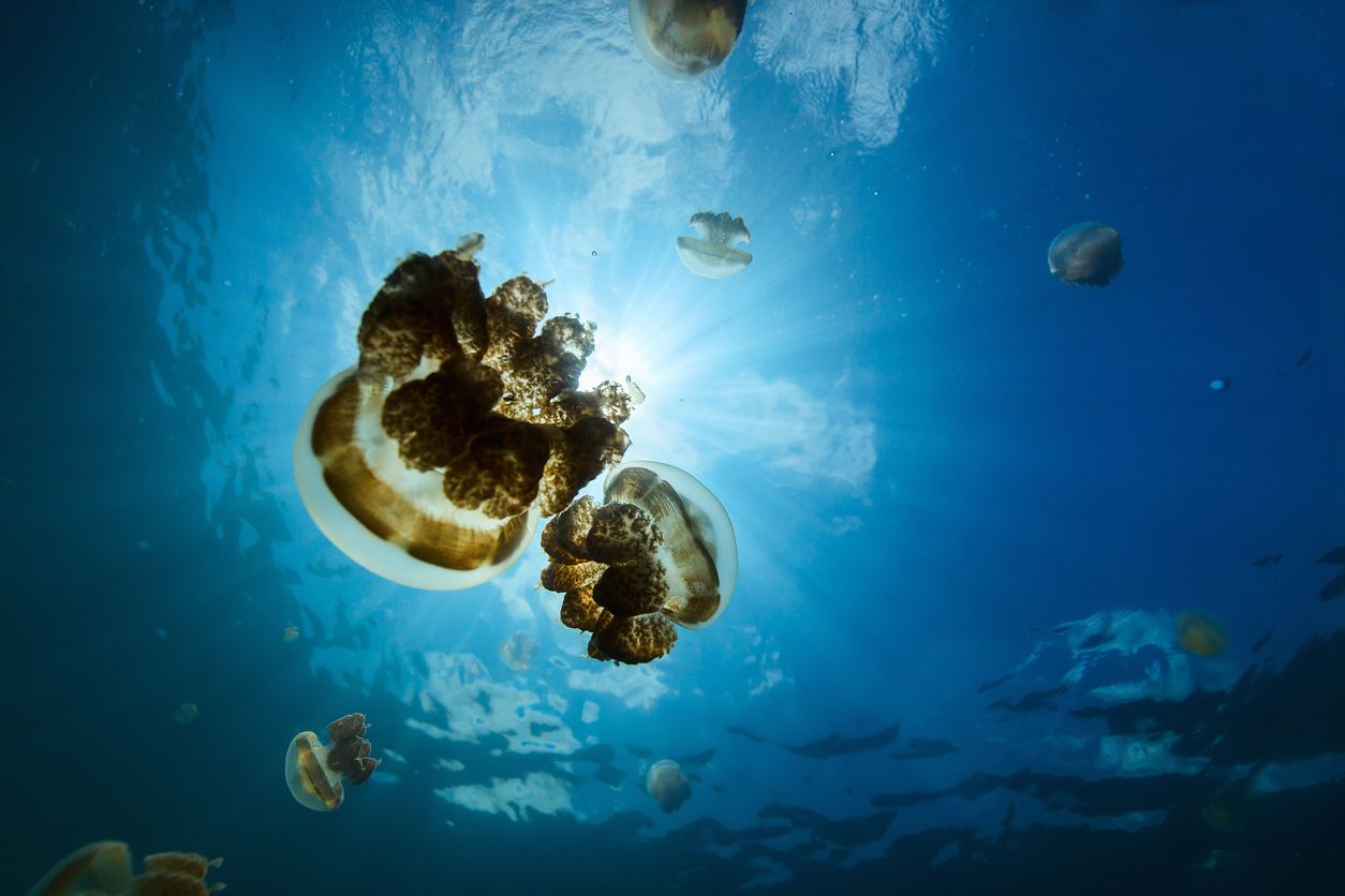 Las medusas doradas danzan desde el amanecer hasta que se oculta el sol.