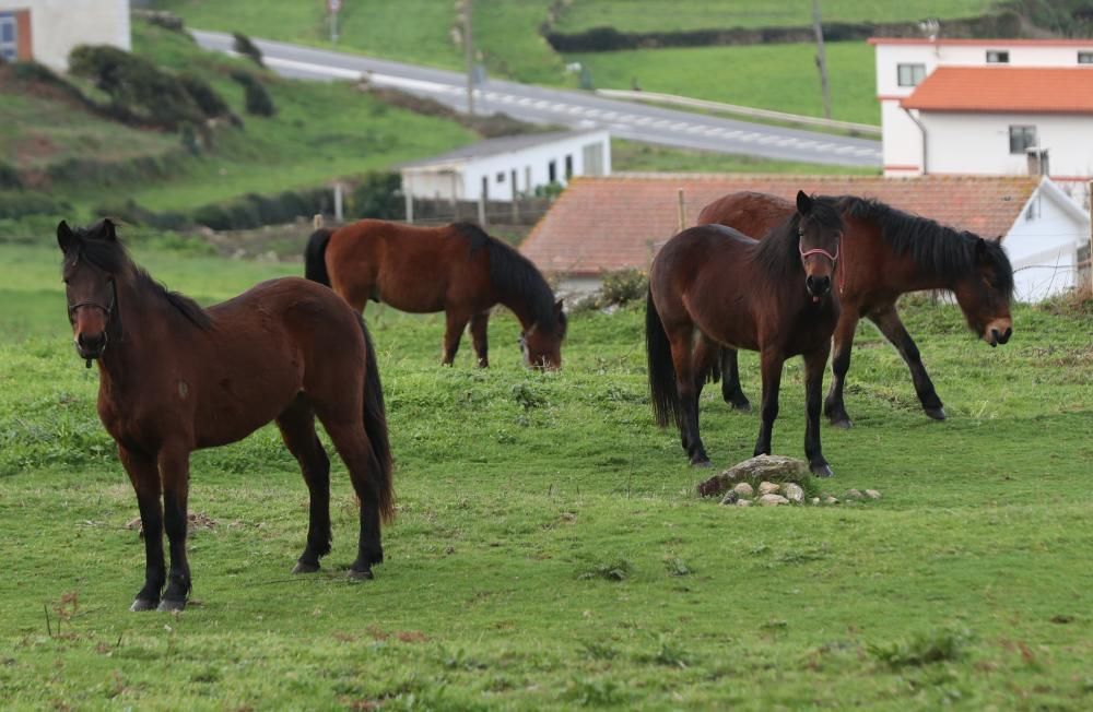 Nace en Oia el primer criadero de caballos gallegos de pura raza de la Serra da Groba