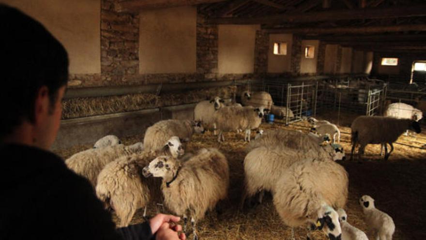 Un rebaño de ovejas en uno de los corrales de la dehesa.