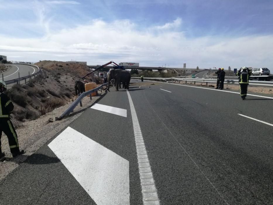 Un camión cargado con elefantes vuelca en la A-30