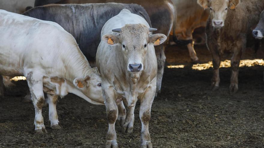 El ‘covid de las vacas’ se extiende por Castellón y enciende las alarmas de la ganadería
