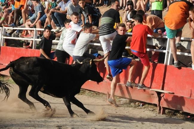 Les vaquetes de la festa major de Santpedor