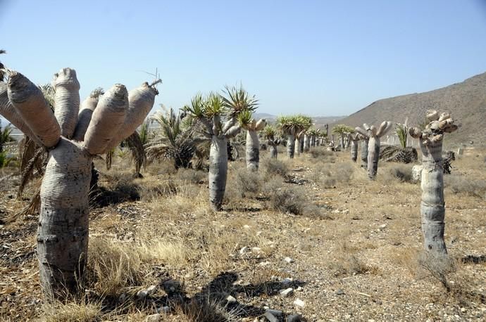 Antiguo pabellón de descanso del Ejército del Aire en El Goro (Telde)