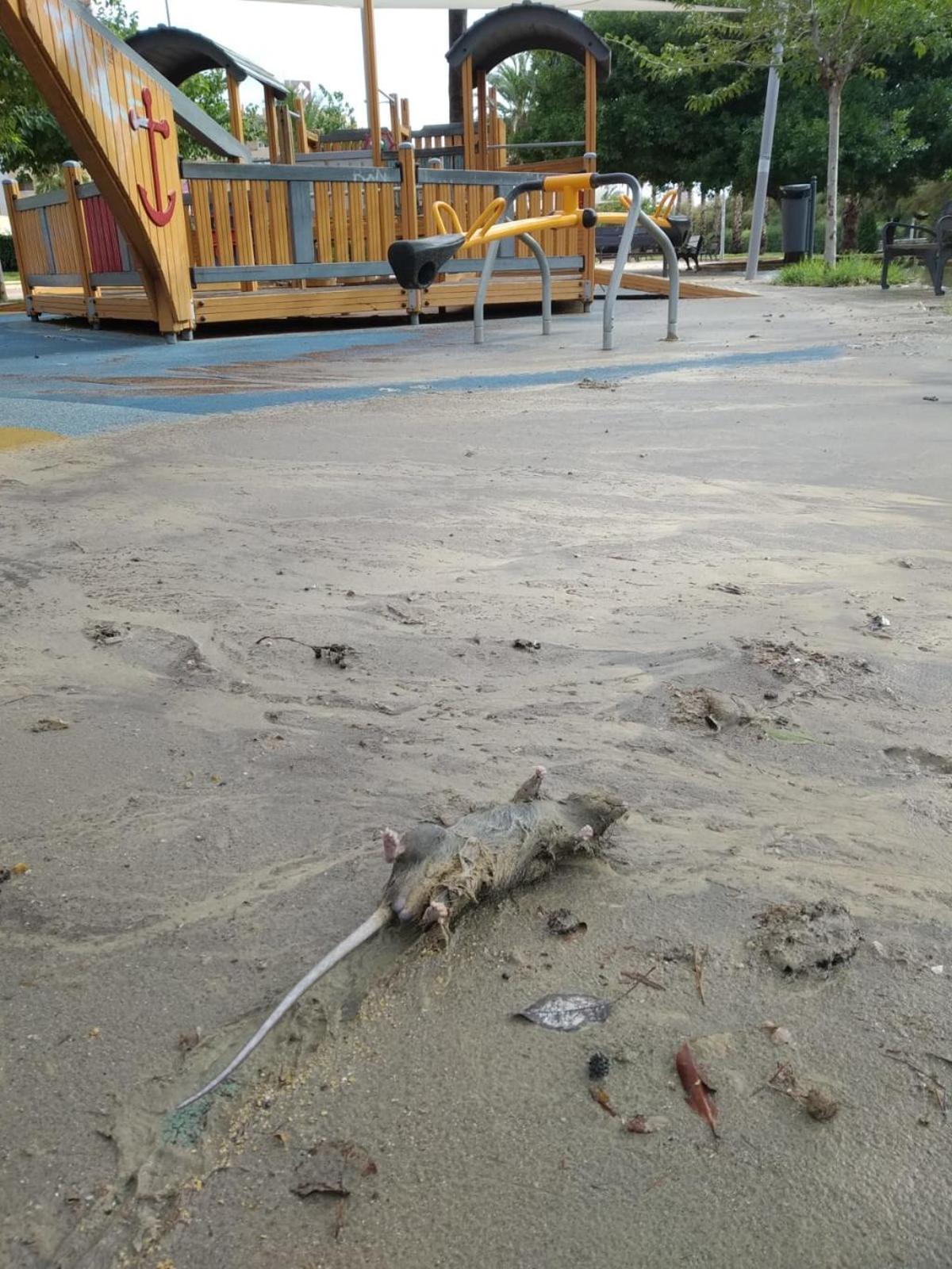 En directo | Cerrada al baño la playa del Postiguet para analizar la calidad de las aguas tras la tormenta