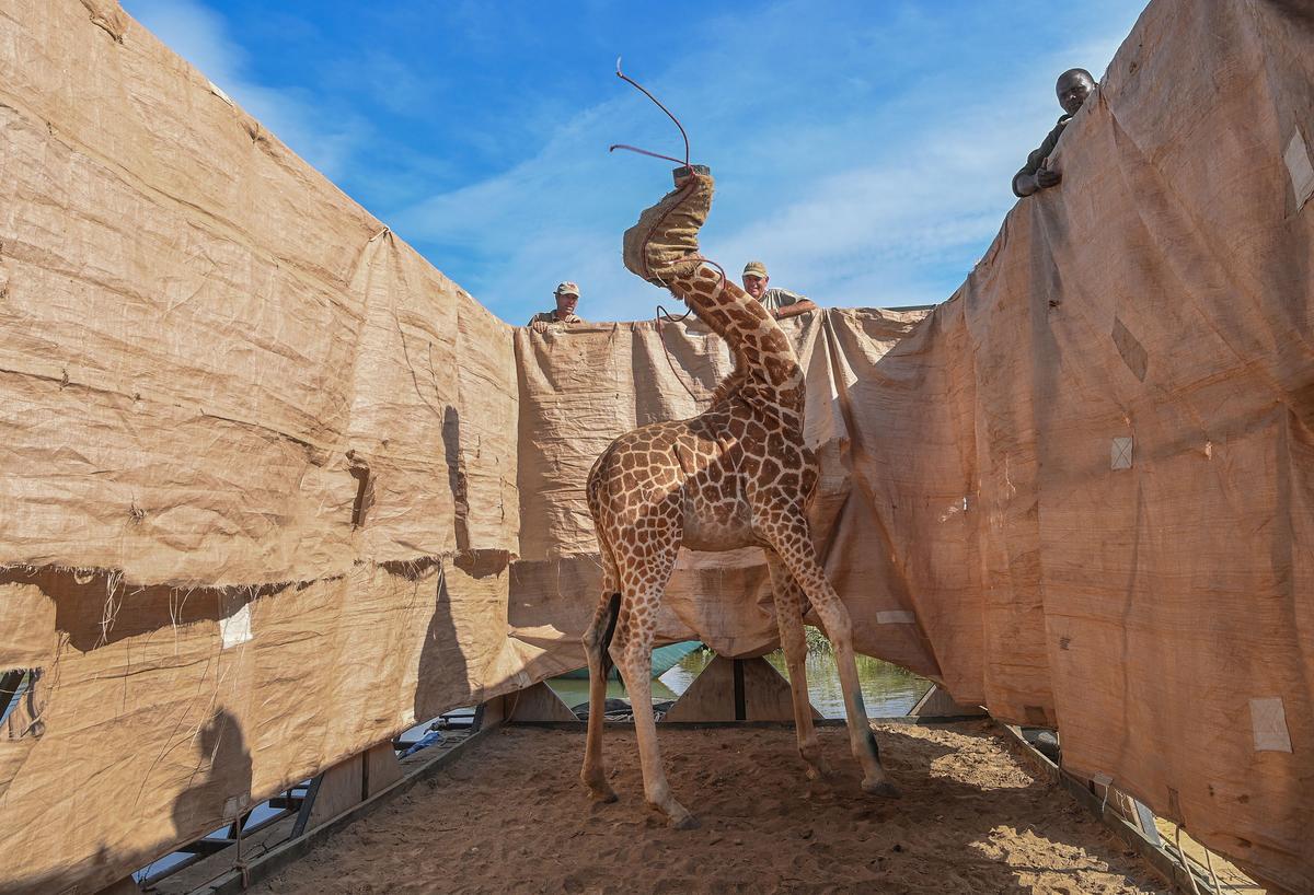 Una jirafa de Rothschild es transportada a un lugar seguro en una barcaza hecha a medida desde una isla inundada de Longicharo, lago Baringo, en el oeste de Kenia, el 3 de diciembre de 2020.