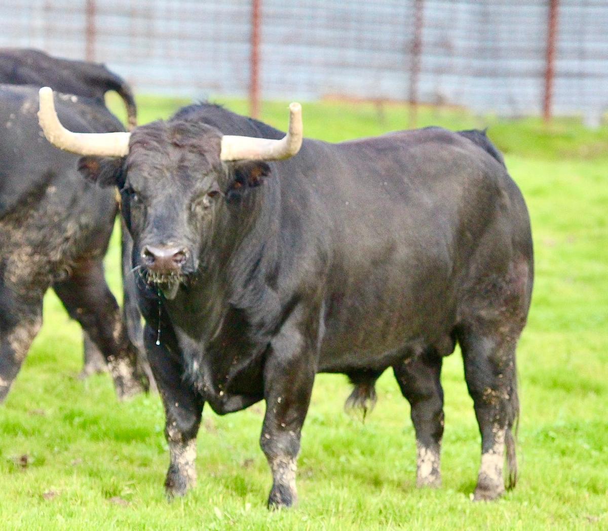 Los seis toros del encierro de Santa Quitèria en Almassora, uno a uno