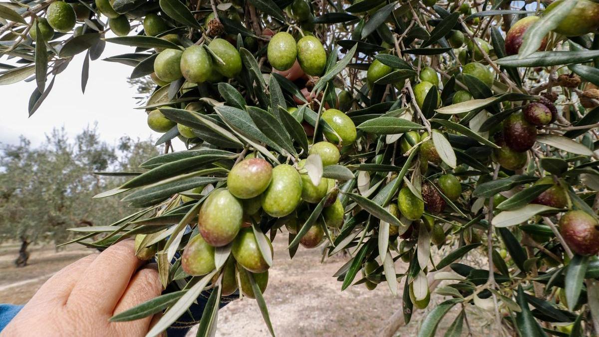 Olivos para aceite en Muro.
