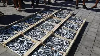 L'Estat fa marxa enrere amb la veda de quatre mesos de sardina i només s'aplicarà al novembre