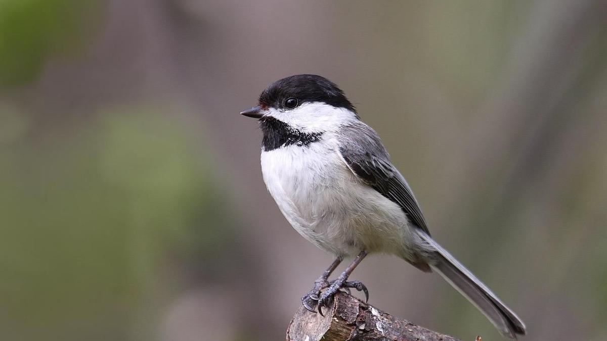 El carbonero cabecinegro o carbonero de capucha negra (Poecile atricapillus), es una especie de ave paseriforme de la familia de los páridos (Paridae), endémica de América del Norte.