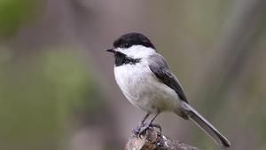 El carbonero cabecinegro o carbonero de capucha negra (Poecile atricapillus), es una especie de ave paseriforme de la familia de los páridos (Paridae), endémica de América del Norte.