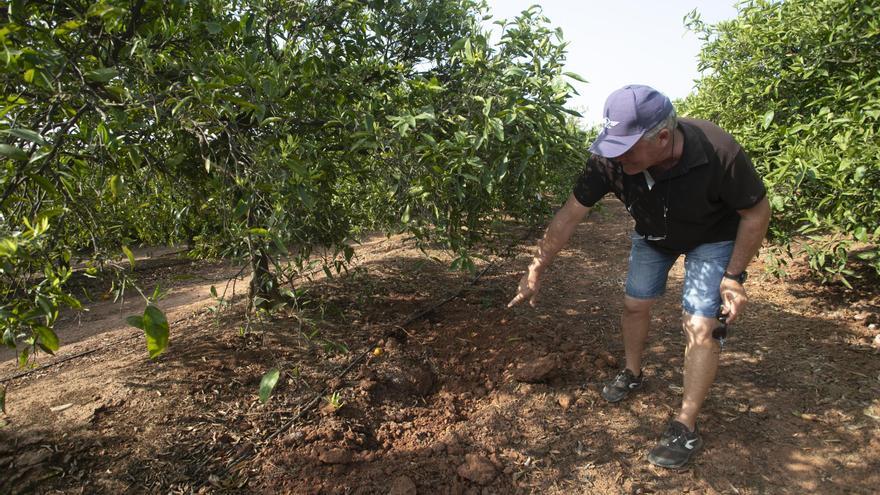 Un agricultor de Sagunt muestra los daños en su campo que provocan los jabalíes