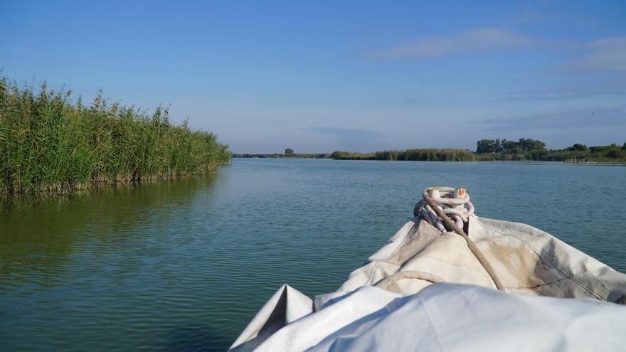 Miles de peces pugnan por salir al mar desde l'Albufera de Valencia