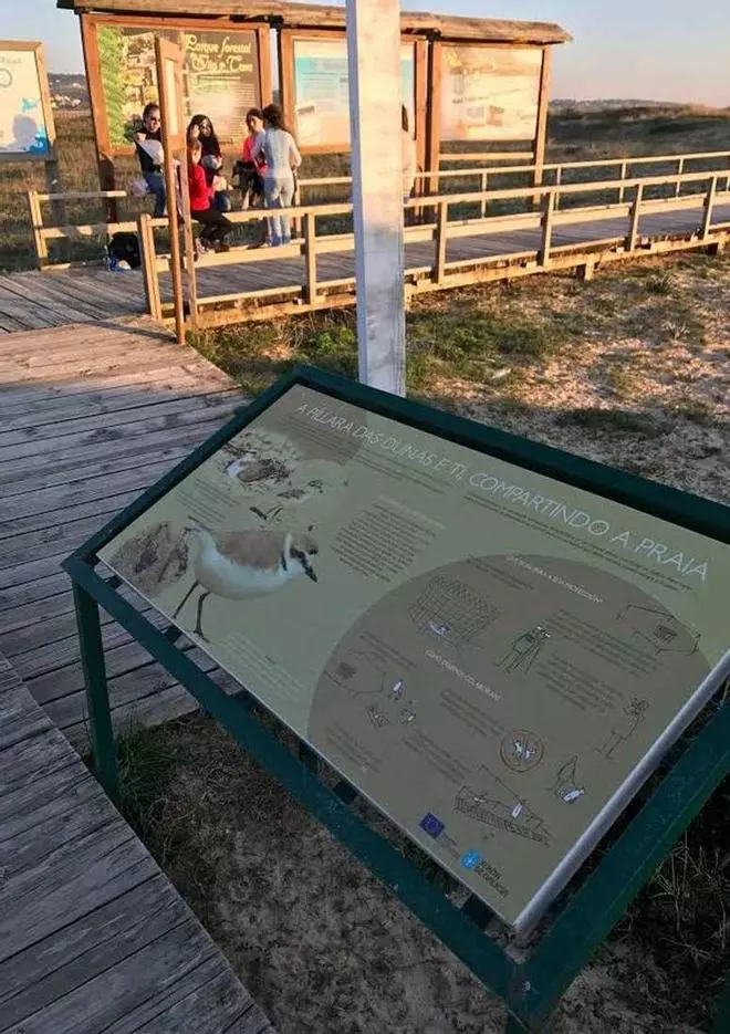 La observación de aves en Arousa recobra protagonismo con la migración prenupcial