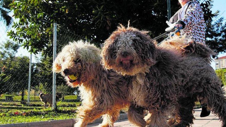 Torremolinos acoge a más de 1.500 perros de 200 razas este fin de semana en Expocan