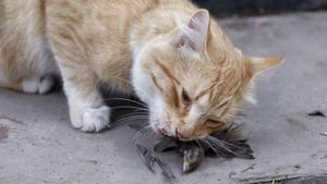 Gato devorando una culebra