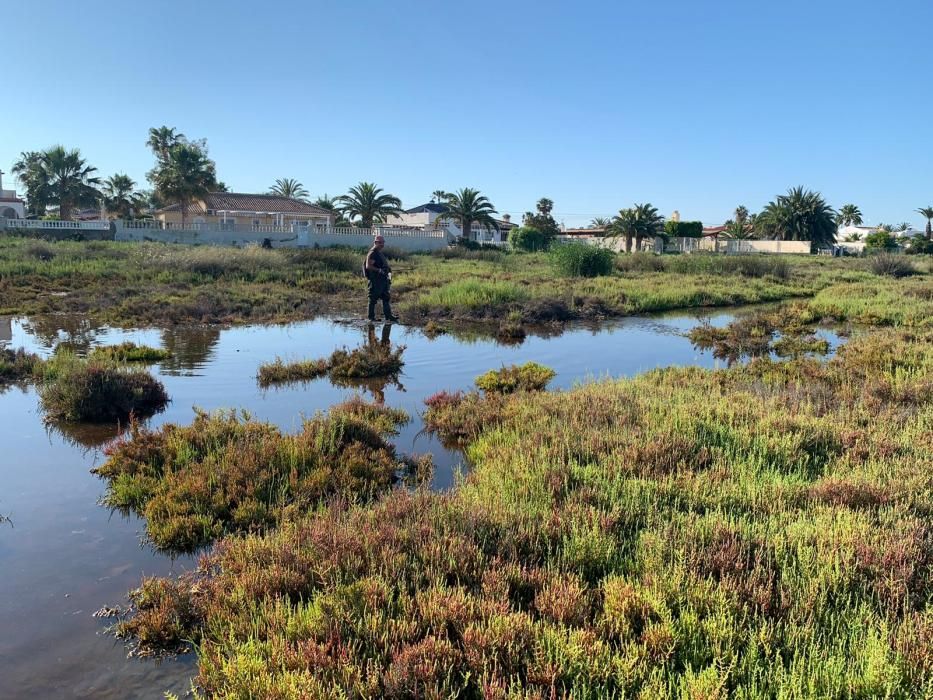 Algunas de las áreas residenciales de Torrevieja se autorizaron sobre antiguos saladares de las orillas de la laguna salada.Las viviendas están a metros de zonas que ahora se inundan con aguas salobres donde los mosquitos ponen sus larvas.