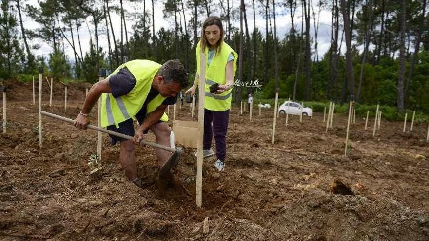 Inicios de la plantación en 2014.  // I. Osorio