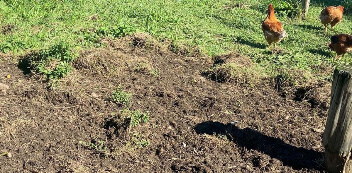 Daños por jabalíes la semana pasada en Somió.